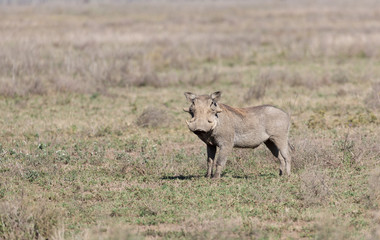 Warthog in the Serengeti