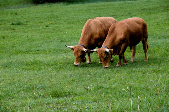 Murnau-Werdenfelser Rinder