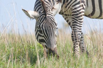 Fototapeta na wymiar zebra on the grass