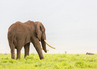 Elephant on the move