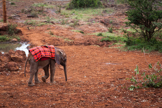 Cute few weeks old orphaned baby elephant covered with kenyan national cloth shuka walking in elephant rescue farm near Nairobi, Kenya