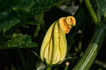 Zucchiniblüte 2