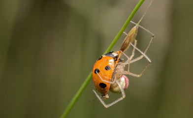 Comb-footed spider eating a Ladybird