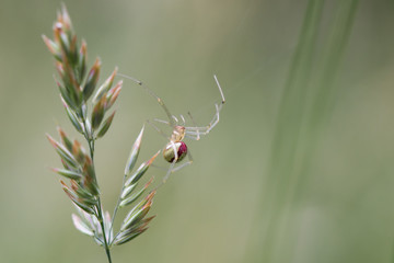 Comb-footed spider