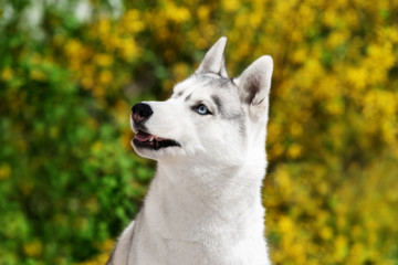 A young Siberian husky female dog is sitting near yellow flowers. She looks impressed. A bitch has grey and white fur and blue eyes. The background is yellow and green colored. © Rabinger