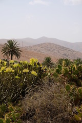 Fuerteventura Betancuria