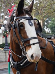 Close up of a horse&rsquo;s head straps and reins at a park.