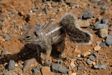 Atlashörnchen auf Fuerteventura 