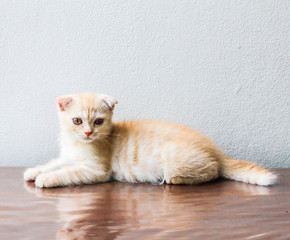 Close up of little orange Persian cat on the table