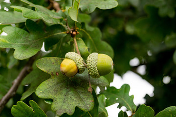 The acorns are now ripe and ready to be dropped or eating in Pishiobury Park in Hertfordshire.