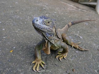 Close up of an iguana looking up from the concrete ground at an iguana preservation farm