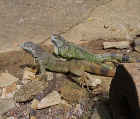 Two iguanas lying close to each other on a stony surface 