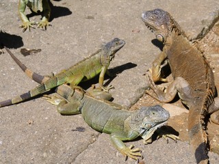 Three iguanas on the ground at an iguana preservation farm 