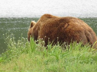 Powerful back. Kamchatka Bears