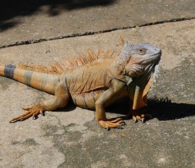 Medium close up of an orange iguana crouched on the concrete ground 