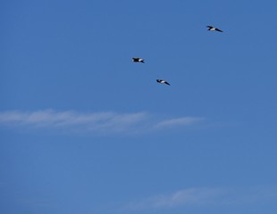 Three birds flying in the air against blue skies backdrop