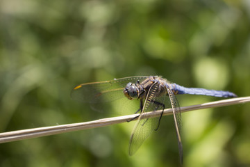 Dragonfly resting on a reed