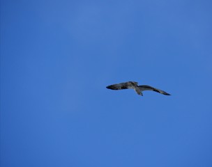 A bird flies straight in the air with wings outstretched 