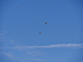 Wide shot of two birds flying in the air against blue skies backdrop