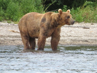 Kamchatka bears. Fish catcher