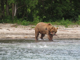 Kamchatka bears. Fish catcher