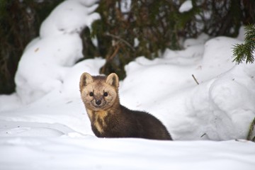 Sable