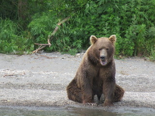 Fototapeta na wymiar Kamchatka Bears