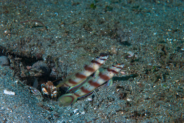 Eye-Brow Shrimp-Goby Amblyeleotris sp2
