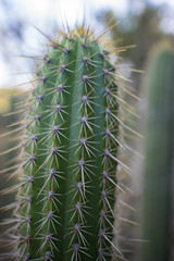 Nahaufnahme einer Kaktuspflanze