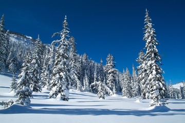 Christmas trees