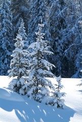 Christmas trees
