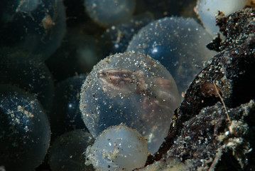 Fototapeta na wymiar Eggs of Flamboyant Cuttlefish Metasepia pfefferi