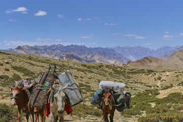 Horses and mules carrying heavy goods in Himalaya mountains, Markha Valley, Ladakh, India. - obrazy, fototapety, plakaty