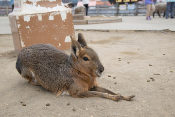 うさぎ