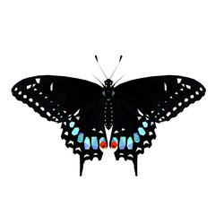 Butterfly blue machaon abstract low poly isolated on white background, symmetrical vector illustration. Insect with geometry triangle. Polygonal style trendy abstract concept.