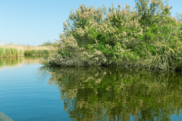 Reflections of trees and bushes in the blue waters of a river in Evros Delta, Greece