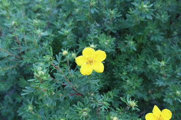 flowers