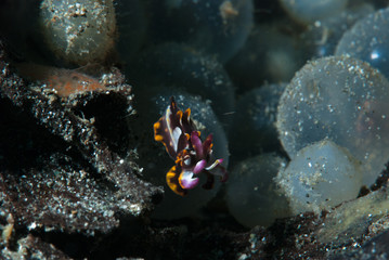  Eggs of Flamboyant Cuttlefish Metasepia pfefferi