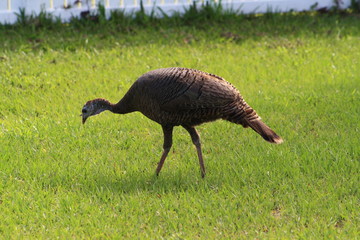 Turkey, bird, brown, wild, nature, wildlife