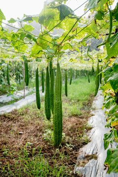 Zucchini Farm, fresh zucchini