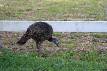 Turkey, bird, brown, wild, nature, wildlife