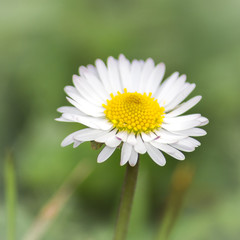 Obraz premium Paquerette