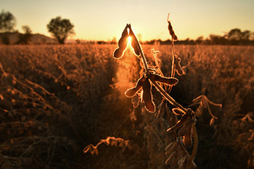 Mature soybean pods, back-lit by evening sun. Soy agriculture