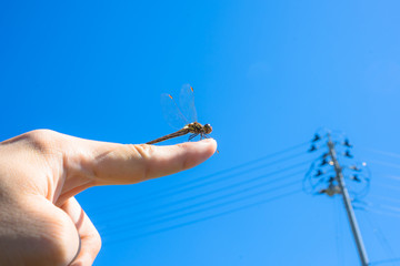 トンボ　秋空　手のひら