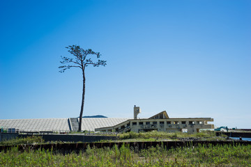 Obraz premium 岩手県 陸前高田 奇跡の一本松
