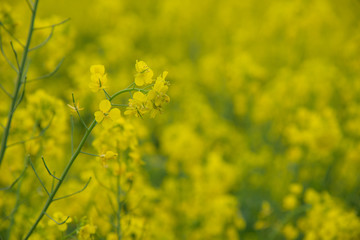 菜の花