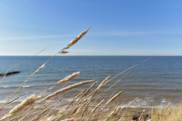 des oyats dans les dunes