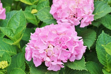 日本の公園に咲くピンク色のあじさい