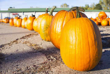 Pumpkin on sale