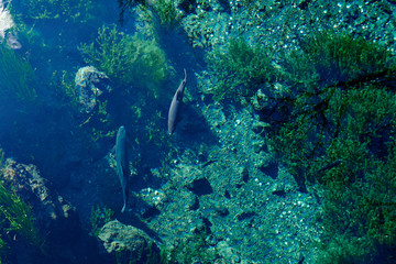 忍野八海の透き通った湧池と魚